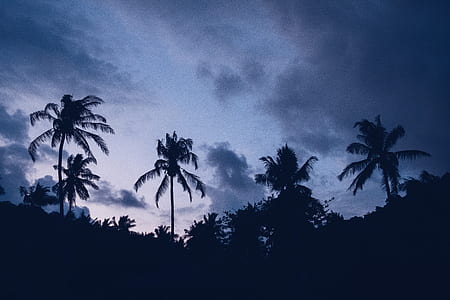 silhouette of coconut trees under gray sky thumbnail