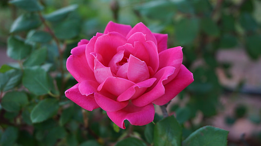 selective focus photo of full-bloomed pink rose flower thumbnail