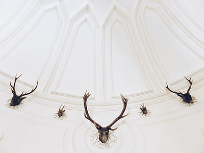low angle photography of deer skull taxidermy in room thumbnail