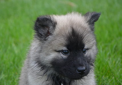 short-coated gray and black puppy thumbnail