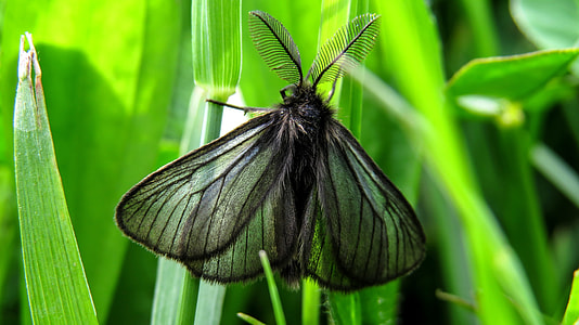 black moth in green leaf thumbnail