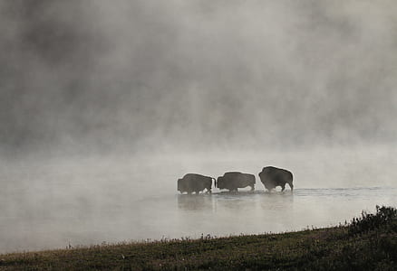 three animals walks on calm water thumbnail