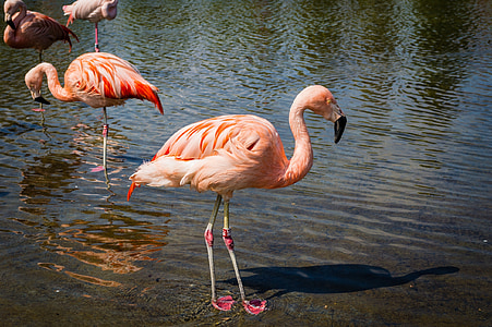 four pink flamingo at daytime thumbnail