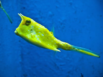 yellow box fish thumbnail