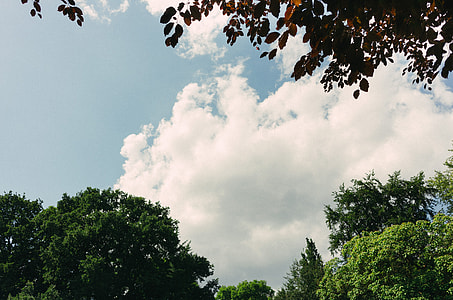 Trees and sky thumbnail
