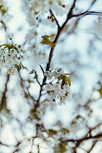 Little flowers on trees thumbnail
