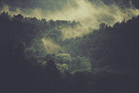 trees on forest surrounded with fog thumbnail