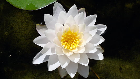 photography of water and yellow flowers on body of water thumbnail