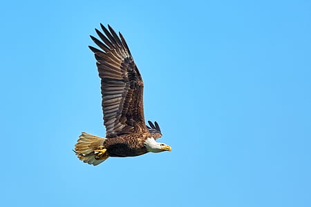 bald eagle on flight thumbnail