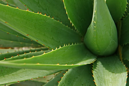 shallow focus photography of green Aloe vera thumbnail