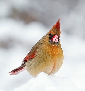 selective focus photography of pyrrhuloxia cardinal thumbnail