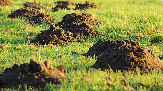landscape photo of green grass field thumbnail