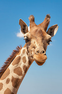 giraffe under clear day sky thumbnail