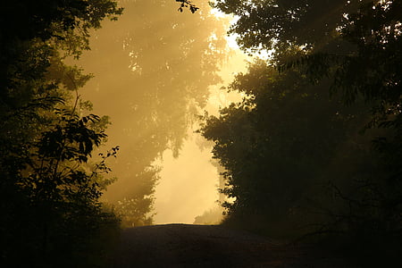 away, fog, trees, forest, mood, autumn thumbnail