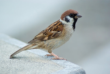shallow focus photography of brown and white bird thumbnail