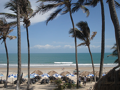 palm trees near body of water thumbnail