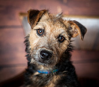 adult border terrier sitting on ground thumbnail
