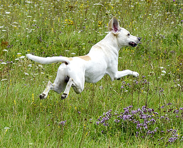 dog jumping over green grass during daytime thumbnail