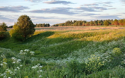 field of flowers near trees thumbnail