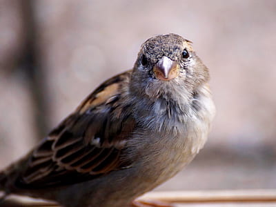 close-up photo of gray and brown bird thumbnail