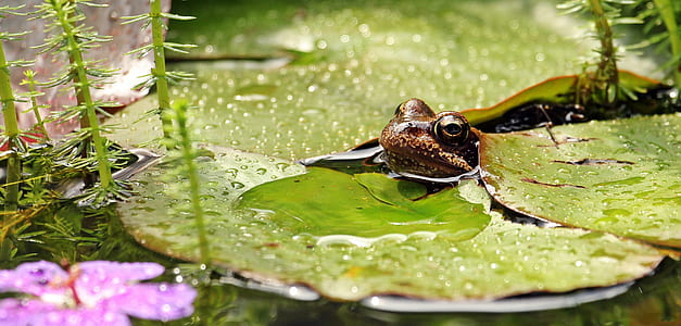 close-up shot of brown frog thumbnail