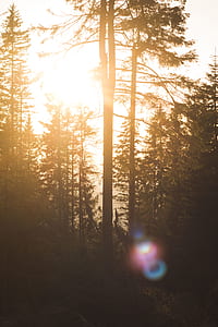 silhouette of trees with sun rays passing through thumbnail