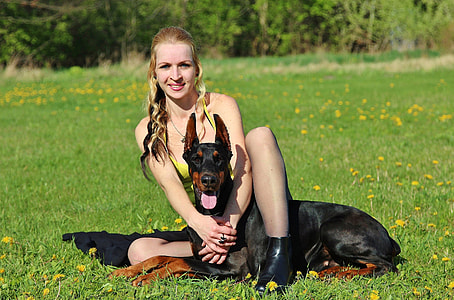 Doberman, Yorkshire Terrier thumbnail