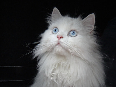 long-haired white cat against black background thumbnail