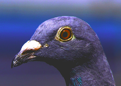 closeup photo of rock pigeon thumbnail