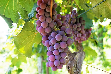 shallow photograhpy of grapes thumbnail