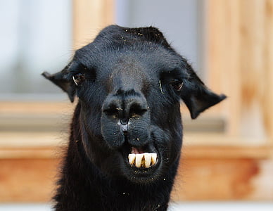 lama, black, animals, cute, good aiderbichl, sanctuary thumbnail