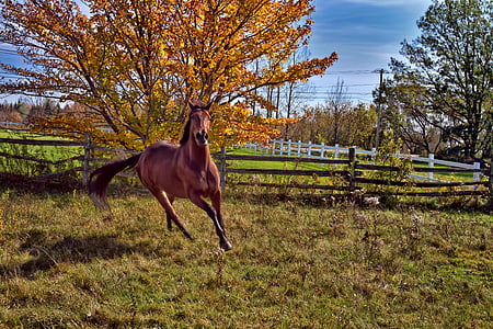 running brown horse thumbnail