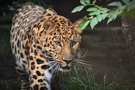 brown leopard walking near tree thumbnail