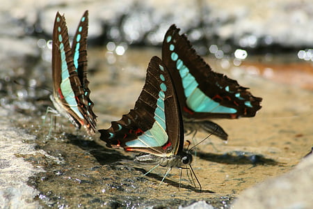 close up photography of three black\-and-teal butterflies thumbnail
