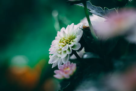 White Dahlia Flower thumbnail