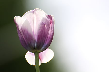 purple flower selective photography thumbnail