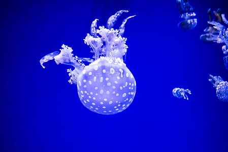 jelly fishes thumbnail