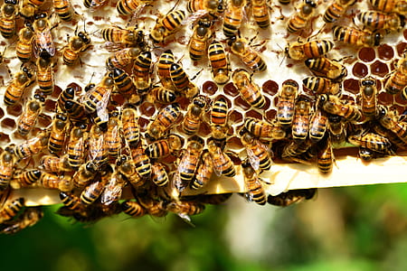 close-up photo of bees on white surface thumbnail