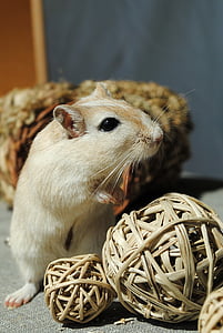 hamster beside wicker ball thumbnail