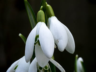 closeup photo of snow drop flower thumbnail
