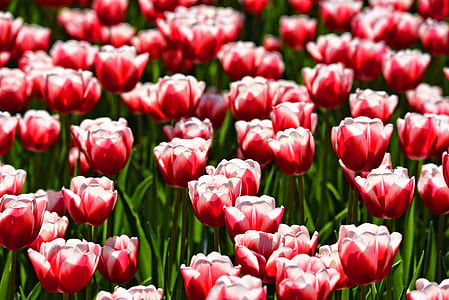 selective focus photography of red rose field thumbnail