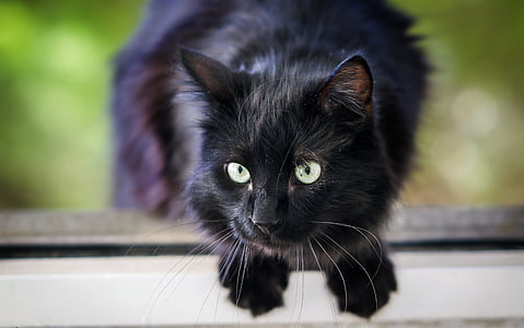 selective focus photography of black cat thumbnail