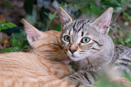 Kitten, Baby, Small Cats, cat, baby cats, together thumbnail