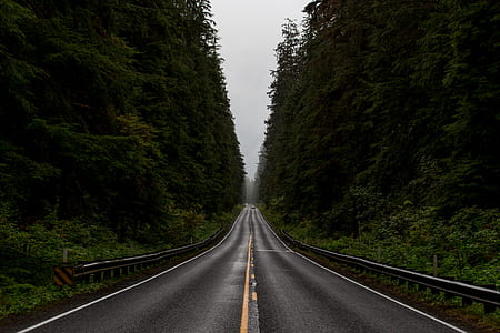 blacktop road between green leafed trees thumbnail