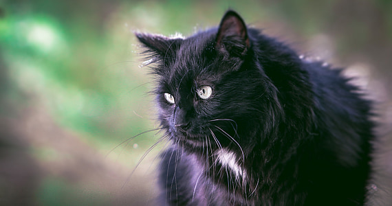 black lynx cat thumbnail