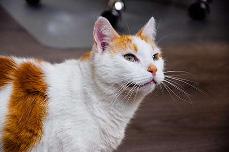 Brown and White Cat thumbnail