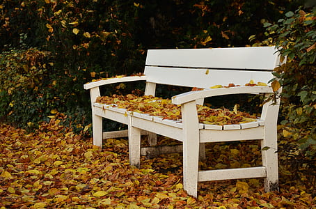 photo of white wooden bench white leaves thumbnail