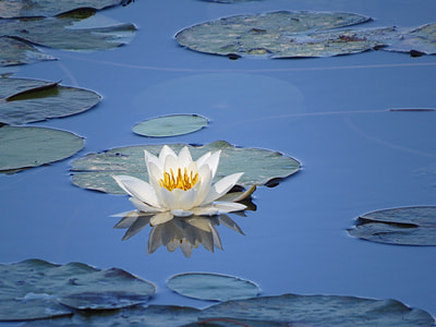 white lotus flower with green lily pads thumbnail
