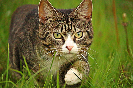 brown and black tabby cat on grass field thumbnail