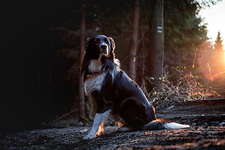 sitting adult dog thumbnail